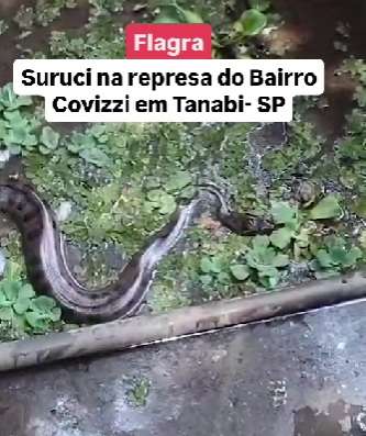 Enorme sucuri surpreende moradores ao tentar capturar pato em lagoa de Tanabi 