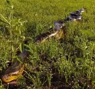 Sucuri gigante é filmada rastejando com elegância na natureza