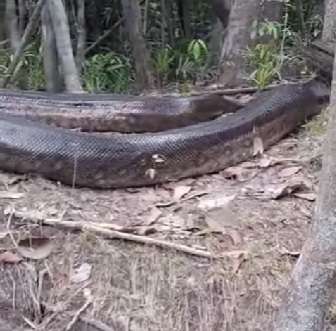 O espetáculo da natureza foi registrado às margens de um rio, revelando toda a imponência da maior serpente da América do Sul. 