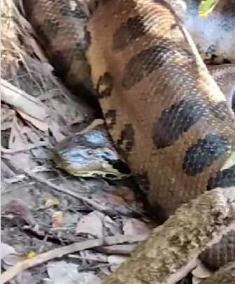 Pescadores se deparam com uma sucuri gigante à margem do rio e ficam surpresos com a reação da cobra