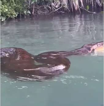 Turista flagra sucuri relaxando após banquete em rio de Mato Grosso do Sul