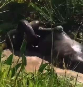 Boiadeiros salvam bezerra das garras de uma sucuri faminta