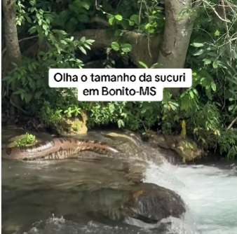 Sucuri verde é flagrada relaxando em cachoeira no Mato Grosso do Sul