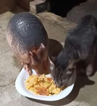 Tatu e gato compartilham refeição e encantam a internet
