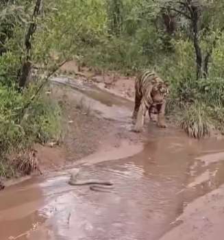 Quando o tigre decide recuar diante do perigo; sabedoria felina