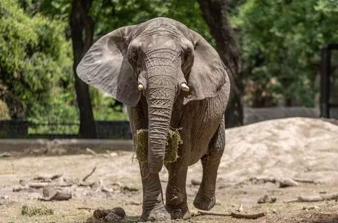 Elefanta africana Pupy completa jornada de 2,6 mil km e encontra novo lar em santuário de Mato Grosso