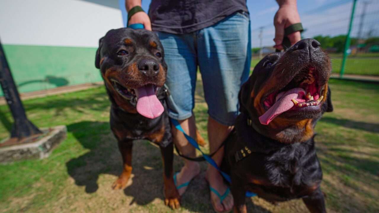 Prefeito torna lei projeto aprovado pela Câmara responsabilizando tutores por animais soltos em Lucas