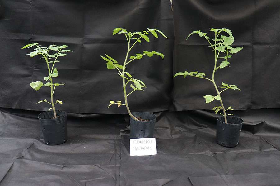 250408 BacteriaMurchaTomate Siglia Souza plantas saudaveis