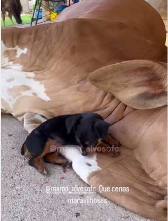 Bezerro vira “cama” fofinha para cãozinho em cena encantadora no interior 