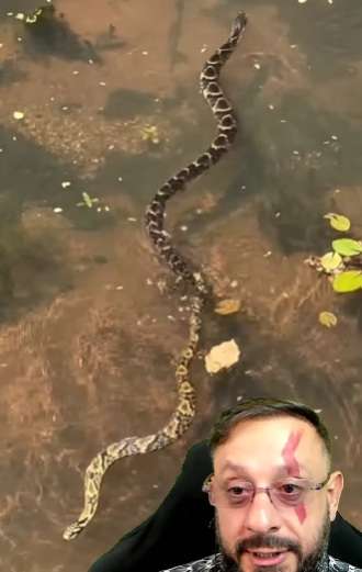 Amor no rio? Vídeo mostra cobra arrastando outra cobra durante nado curioso na natureza