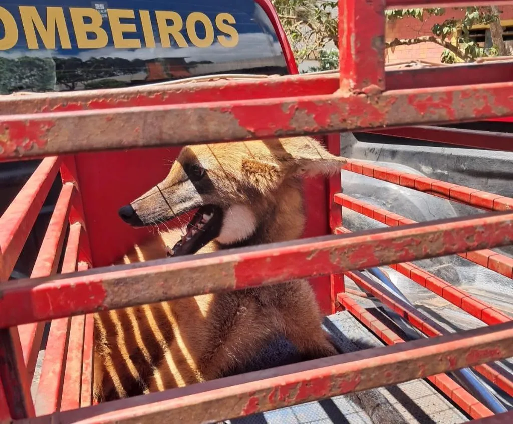 Lobo-guará dá susto em funcionária e vai parar na casa do gás de restaurante em Jaciara 
