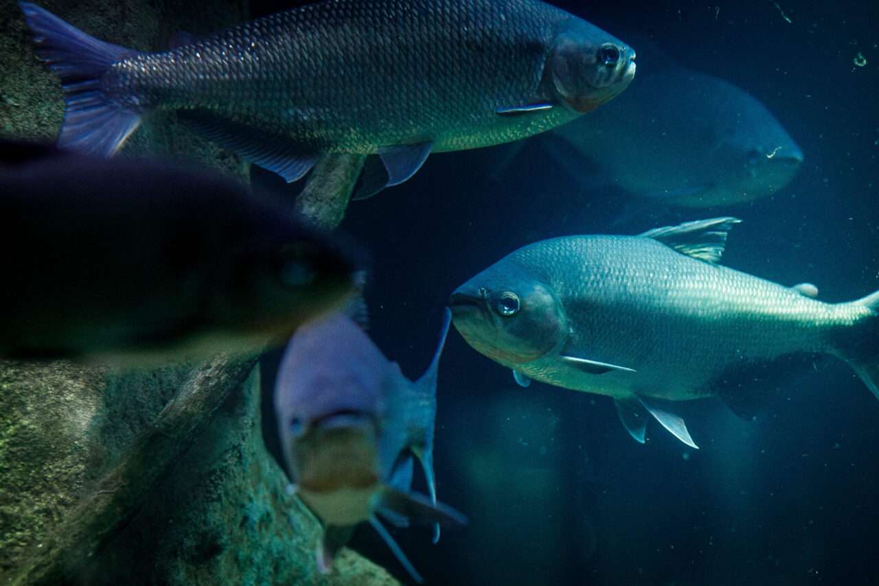 Feira museus e Aquario Municipal abrem no Dia do Trabalhador em Cuiaba scaled