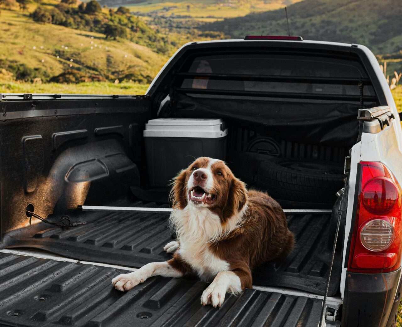 Feriado prolongado movimenta viagens com pets