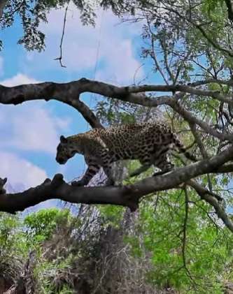 Onça-pintada e filhote são flagrados em árvore no Pantanal e encantam turistas 