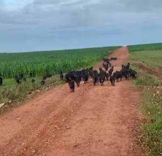 Porcos-do-mato colocam peões a galope em fazenda no interior do Brasil