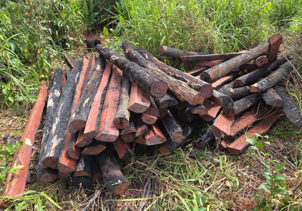 Polícia de Confresa apreende 600 lascas de Pau Brasil e prende suspeito por crime ambiental