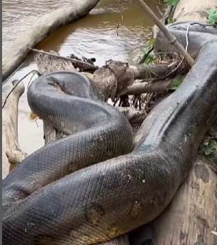 Sucuri gigante é flagrada em Rondônia e impressiona moradores