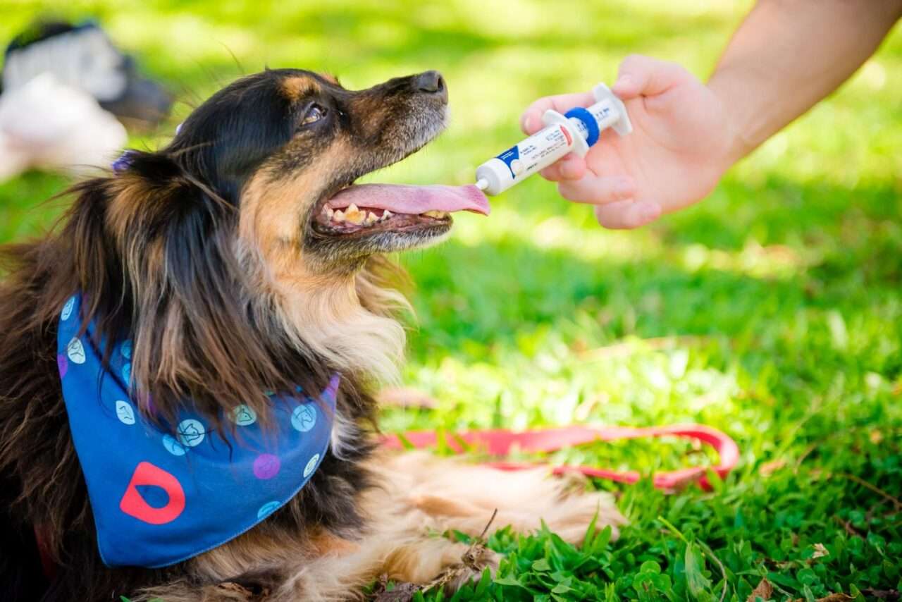 Suplementos manipulados ganham espaço na medicina veterinária