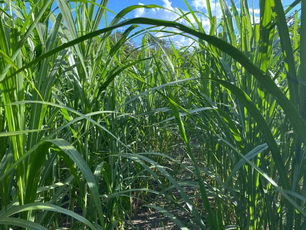 Capim-elefante desponta como alternativa energética para agroindústria de Mato Grosso