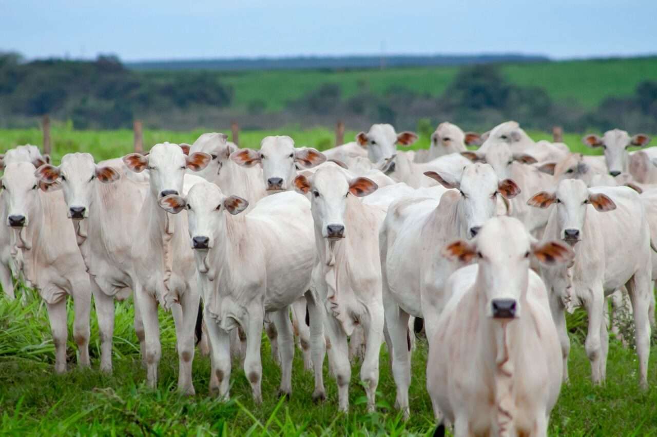 Quantidade com qualidade: Mega Leilão da Estância Bahia chega a 25ª edição