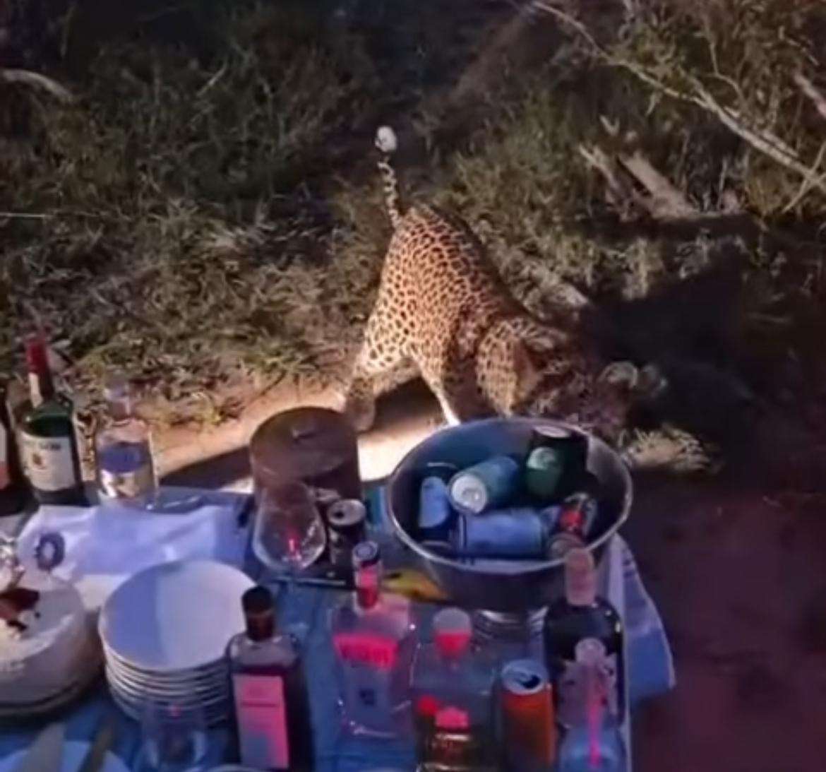 Onça-pintada surge de surpresa em acampamento e deixa todos de queixo caído