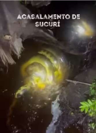 Grupo flagra sucuris em momento raro de acasalamento na natureza 