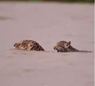 Filhote de onça-pintada pega carona nas costas da mãe ao atravessar rio no Pantanal