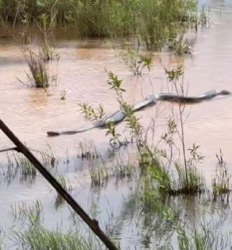 Sucuri-verde gigante é avistada entre Naviraí e Juti, no MS